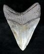 Robust Megalodon Tooth - Georgia #19205-2